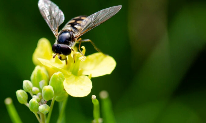 Growers help protect pollinators and beneficial insects