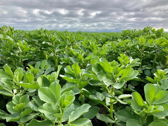 Stellar residual protection and return on investment with Miravis Star