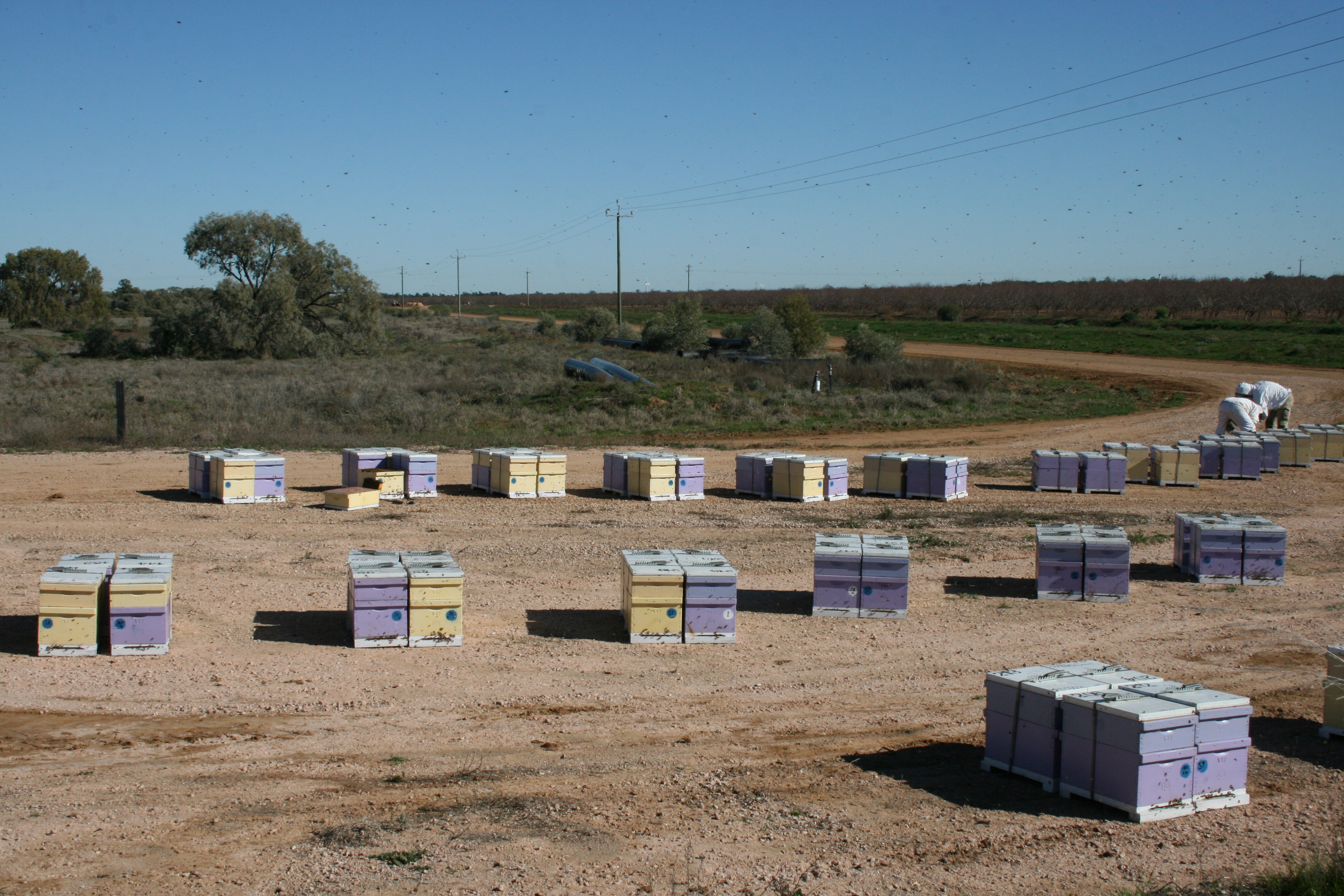 Combing through genetics delivers tools to keep bees busy