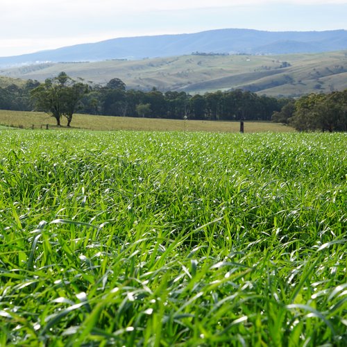 Winter Cropping Rural Business News winter-cropping-rural-business-news