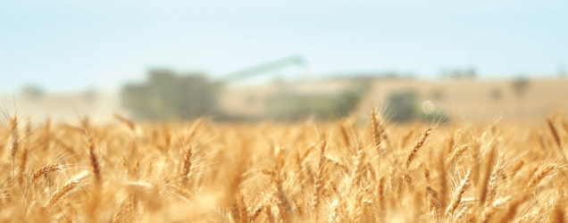 Australian-first cereal solution for crown rot and nematodes